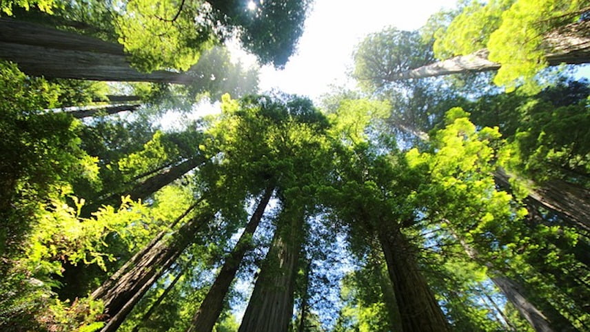 Sustainable forestry practices